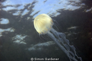 i received a painful sting on my ear from another jelly w... by Simon Gardener 